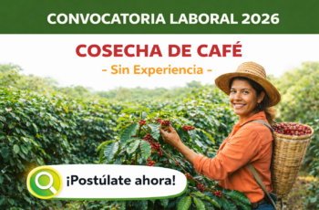 Convocatoria laboral cosecha de cafe 2026