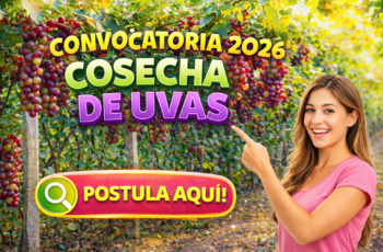 Convocatoria 2026 cosecha de uvas